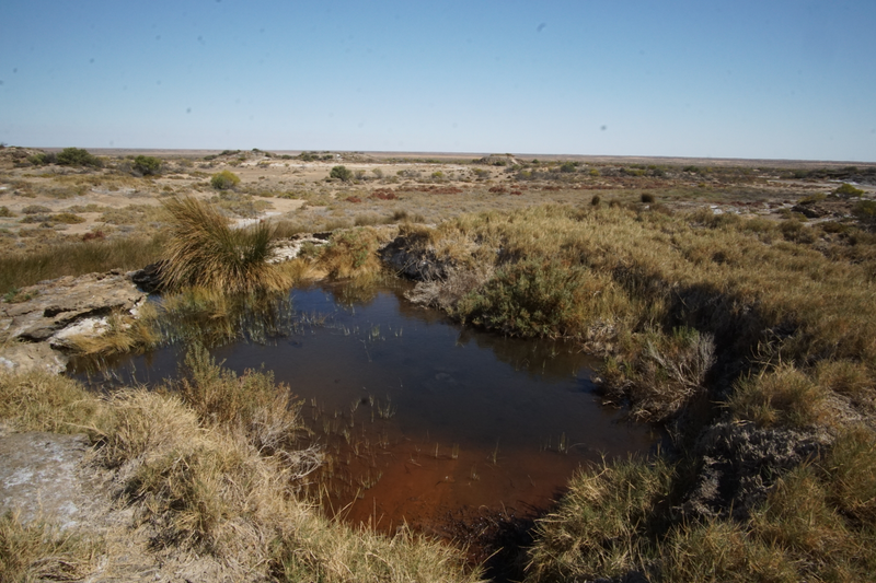 Mound Springs are fresh water springs that bubble up in the middle of this very arid region. I think they are cool.